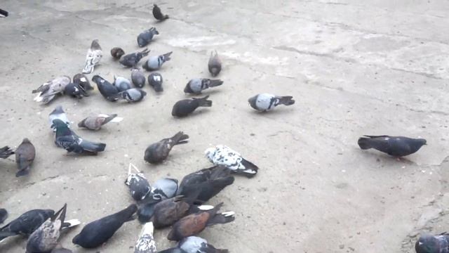 Полёт бабочки с торцом.Николаевские голуби.Голуби Украины смотреть онлайн