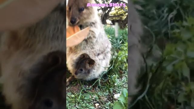 Сумчатый Зверек Квокка  ? Funny Animals ? #shorts #animals #funnyanimals