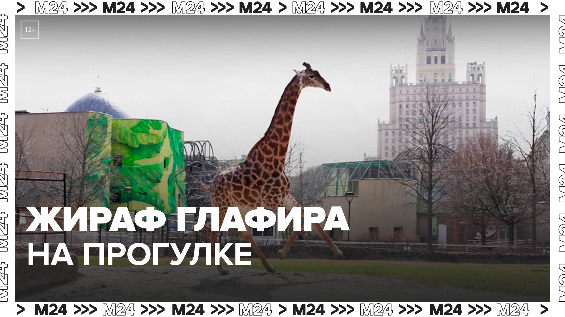 Жираф Глафира вышла на прогулку впервые в этом году - Москва 24