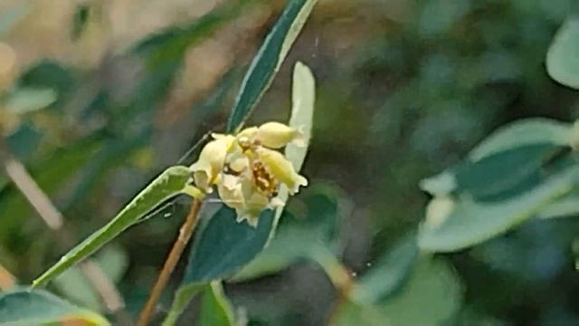 Symphoricarpos albus (Lacrime d'Italia) fiore смотреть онлайн