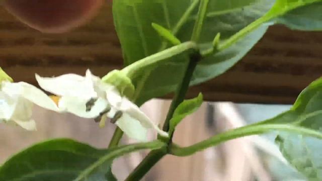 Комнатный Перец. Выращивание перца дома смотреть онлайн