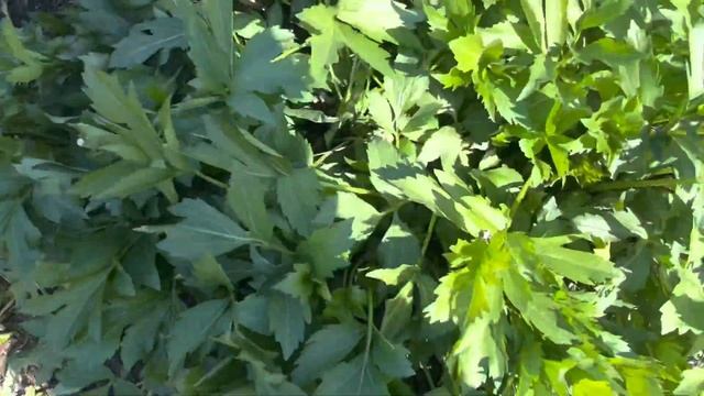 Генеральная уборка на даче?? смотреть онлайн