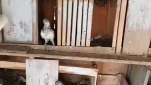 Любителей этой Лётной породы голубей становится всё больше❗? Высоколётные Голуби Николая
