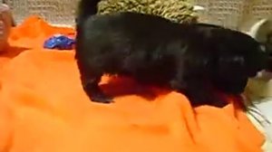 щенки ши-тцу 1 месяц