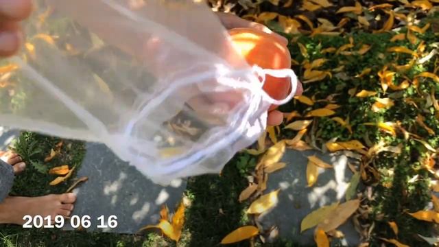 2019 06 23 Eva’s Pride Peach Harvest смотреть онлайн