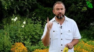 НИКАКИХ ЖЕЛТЫХ ПЛЕЧИКОВ НА ТОМАТАХ! Не только подкормки: как исправить желтые и невкусные плоды?