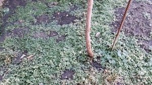 Формирование фундука одноствольным деревом.