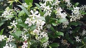 Trachelospermum Jasminoides