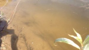 Разведение карася )