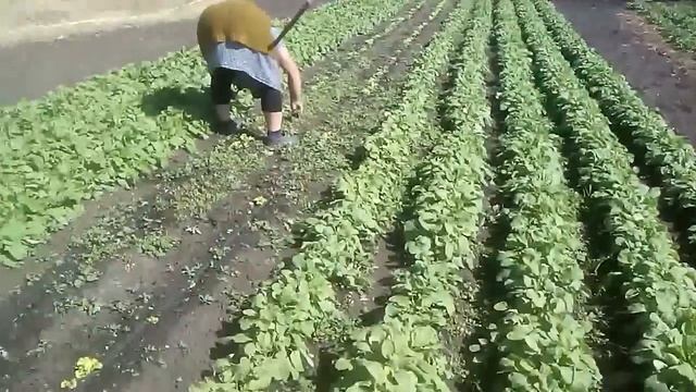 Выращивание зелени, краткий обзор.