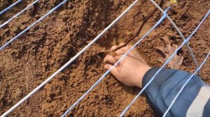 Уход за виноградом в Ленинградской области 2 год жизни.