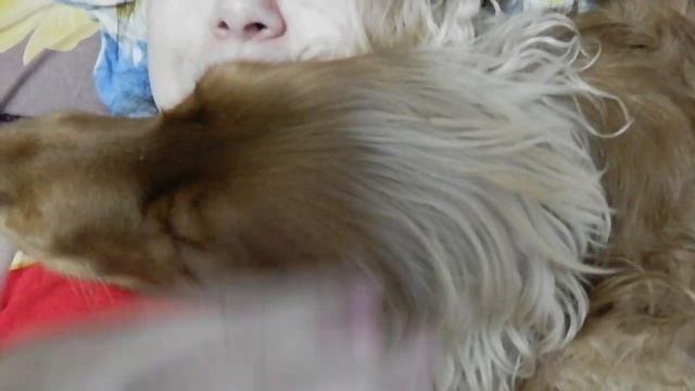 Балдеем в изоляции! / Зачем стричь спаниеля? / Английский кокер-спаниель Ричард. смотреть онлайн