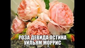 Роза Девида Остина Уильям Моррис