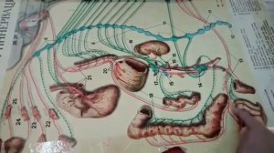 Солнечное (чревное) сплетение