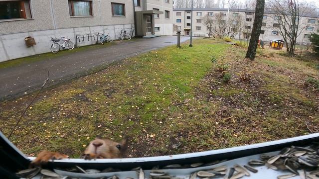 Белка в кормушке 4K смотреть онлайн