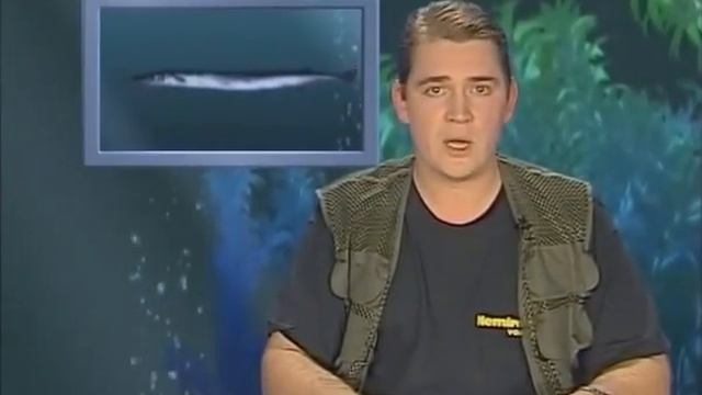 Рыба-змея или Сарган Обыкновенный. "Рыбьи Портреты". смотреть онлайн