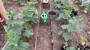 Зола как удобрение . КАК ПРАВИЛЬНО ВНОСИТЬ ЗОЛУ БЕЗ ВРЕДА.