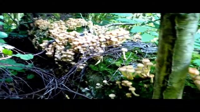 Грибы опята Экологический сельский туризм Усвяты смотреть онлайн