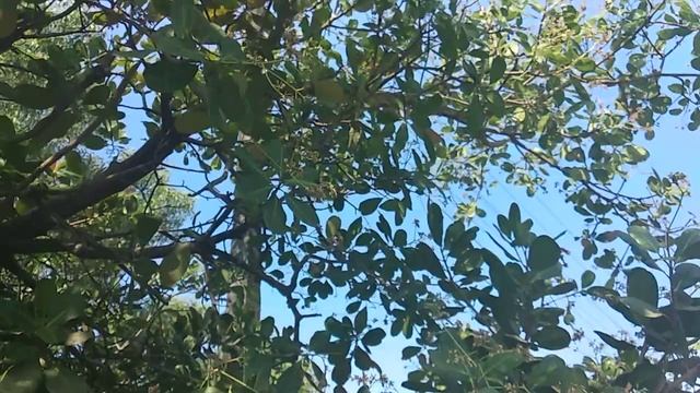 #Кешью созревающие плоды смотреть онлайн