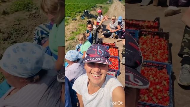Сбор клубники 🍓Клубничное варенье