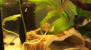 Аптеронотус белокаймовый, Рыба нож