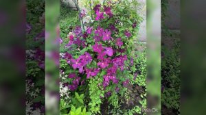 09-08-2024 Лето красное будь со мной !