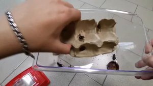 Питьевые гелевые шарики для насекомых / опасны ли для животных? /как содержать сверчков