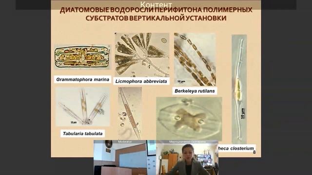 ИнБЮМ Экосистемы 2020 Е.С. Мирошниченко - Диатомовые водоросли и цианобактерии, формирующие микрорел