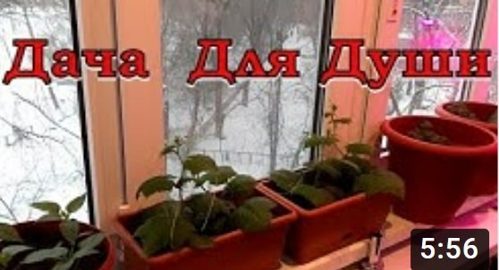 Зимний ОГОРОД на подоконнике???