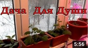 Зимний ОГОРОД на подоконнике???