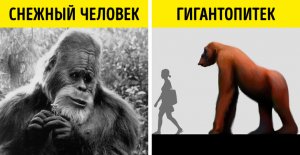 Гигантопитек - реальный кандидат на роль снежного человека!