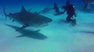 Тигровая Акула – Одна из Самых Опасных! Почему Акулы Нападают на Людей?