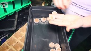 Как  вырастить петунию для балконов. Правильно выращиваем петунию из семян.