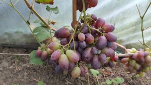 Виноград АЛВИКА в теплице на севере Беларуси