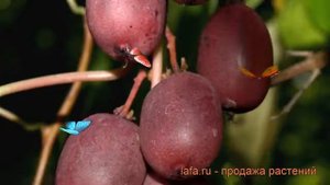 Актинидия аргута Женева (actinidia arguta geneva) ? обзор: как сажать, рассада актинидии Женева