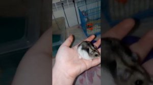 Что делать если хомяк чешется?/Почему у моего Хомяка стали большие щеки?