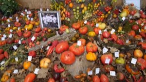 Exposition de tomates à Saint Jean de Beauregard