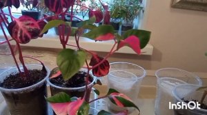 Альтернантера .Размножение и пересадка./Ирезине