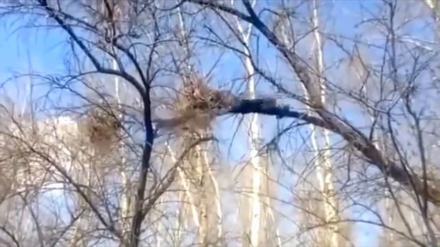 мальчик упал с дерева смотреть онлайн