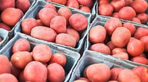 Картофель Семенной Сорта Купить