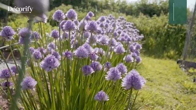 10 Plants that keep Mosquitoes and Flies away ?? mosquito repellent plants ?? смотреть онлайн