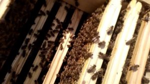 Состояние и стратегические задачи пасеки на сегодня в Подмосковье