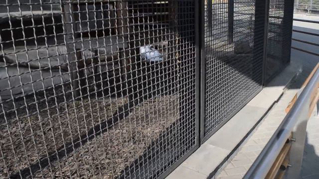 Вика впервые в Московском зоопарке (часть 1) смотреть онлайн