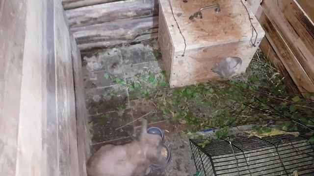 Новый дом для кроликов из пня. смотреть онлайн