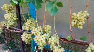 Супер урожайный виноград Настя
