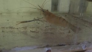 Macrobrachium rosenbergii самка 21/10/19