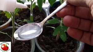 Что противопоказано для рассады томато
