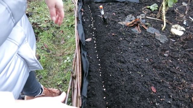 Чеснок семенами или из бульбочек / Омоложение чеснока смотреть онлайн