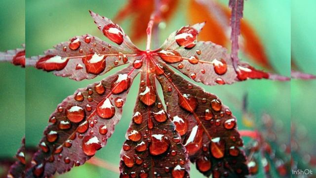 Тютчев *** Листья *** аудиостих