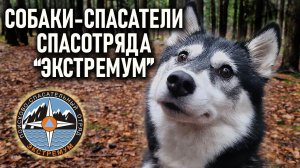 Собаки в поиске пропавших людей. Спасательный отряд Экстремум короткое интервью